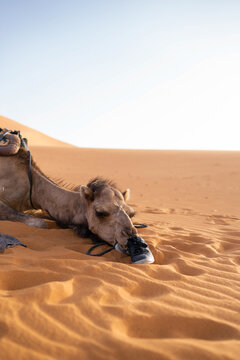 Dromedar ruht im warmen W&uuml;stensand der Sahara, Marokko