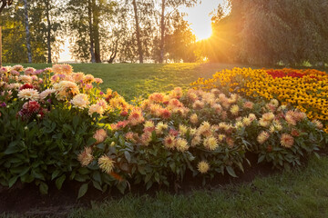 Garden Flowers Grow Flowerbed The