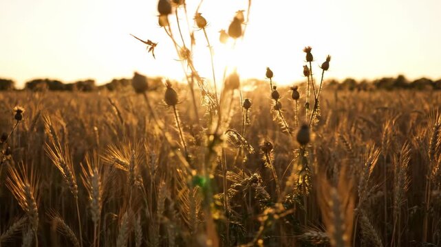 Fields of Golden Light Imaging a Quiet Sunset in a Wheat Field