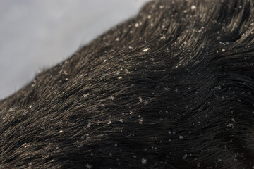  Black and white Cardigan Welsh Corgi on a winter walk