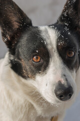  Black and white Cardigan Welsh Corgi on a winter walk