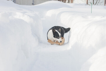  Black and white Cardigan Welsh Corgi on a winter walk