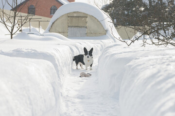  Black and white Cardigan Welsh Corgi on a winter walk