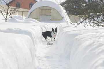  Black and white Cardigan Welsh Corgi on a winter walk