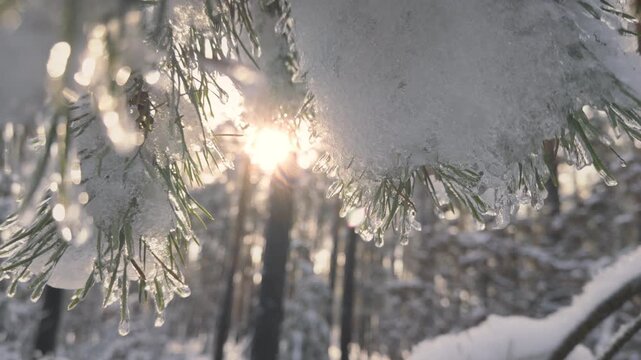 Pine tree covered in snow with sunlight shining passing through tree branch with snowflakes falling down in forest in winter season.