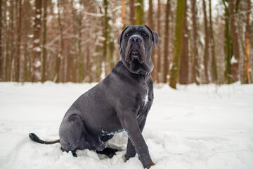 Cane Corso Walking in Heavy Snowstorm