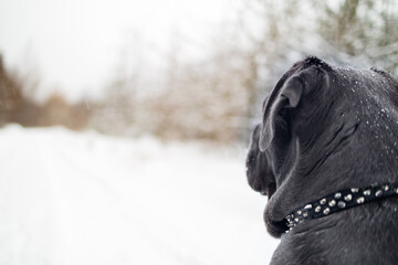 Cane Corso Walking in Heavy Snowstorm