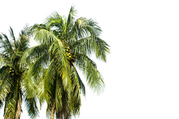 Coconut palm tree isolated on white