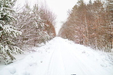 Snowy Winter Forest in Blizzard Weather