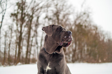 Cane Corso Walking in Heavy Snowstorm