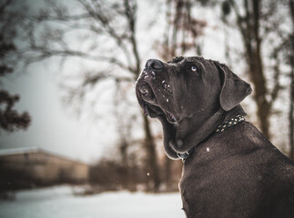 Cane Corso Walking in Heavy Snowstorm