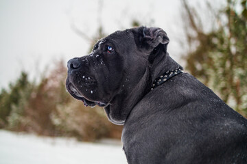 Cane Corso Walking in Heavy Snowstorm