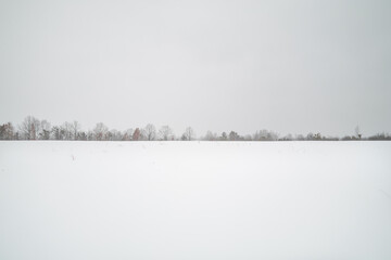 Snowy Winter Forest in Blizzard Weather