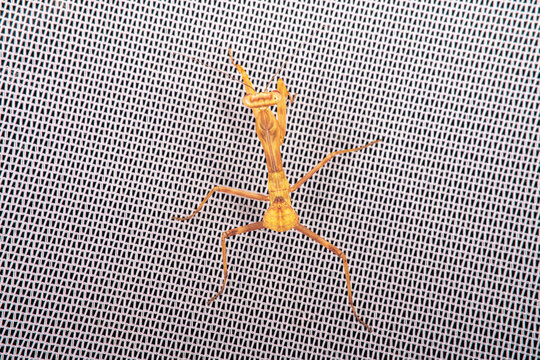 A mantis larva before its penultimate molt. View from above.