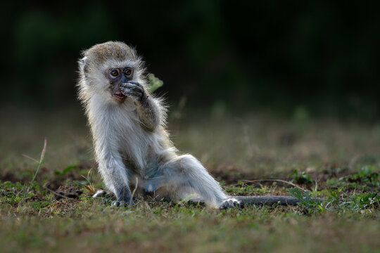 Baby vervet monkey (Chlorocebus pygerythrus). National park Lake Mburo Uganda, Africa.                                                                                                