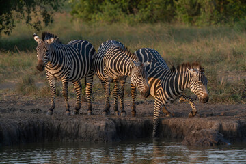 Obraz premium Family Burchell's zebra (Equus burchellii), Lake Mburo National Park, Uganda, Africa. 