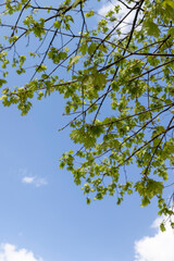 Fototapeta premium the first green foliage on a maple tree after winter in the spring season in sunny weather, a large amount of green foliage on maple trees against the blue sky in sunny weather