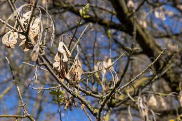 Fototapeta premium old yellow ash seeds on the branches of trees in the spring season in sunny weather, a tree without foliage in the spring season on the background of the blue sky in sunny hot weather