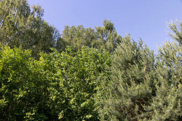 landscape with green foliage of different types of deciduous trees against a blue sky in sunny weather, foliage of an oak tree growing in a field in the summer season