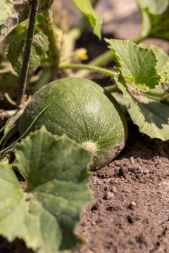 a small green melon fruit grown in a cold climate in the open ground without a greenhouse, growing plants in a cold climate in Europe, the fruit is small and grows in the field