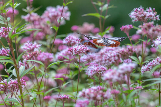 アサギマダラ
「秋風に揺れるフジバカマと、優雅に舞うアサギマダラの競演。」
大分県(くじゅう花公園)
Chestnut Butterfly
"A performance of the elegantly dancing chestnut butterfly and the swaying Eupatorium japonicum in the autumn breeze."