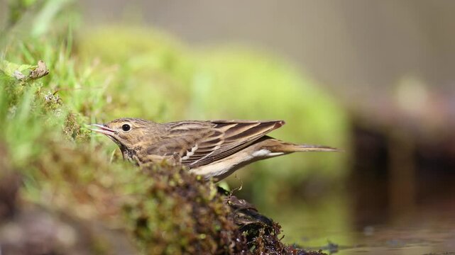 Bird Tree Pipit Anthus trivialis bird by the forest puddle summer time in forest eastern part of Poland Europe bird drinking water