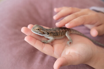 Baby of bearded agama dragon on hands taming at home