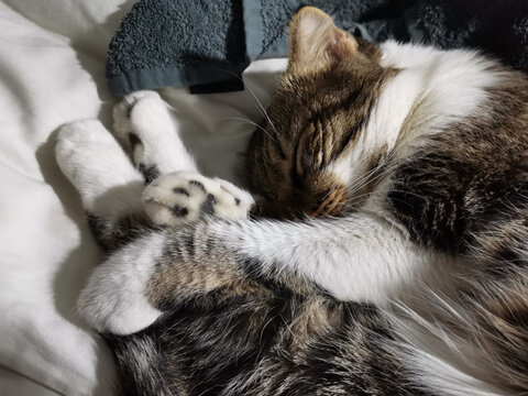 Sweet tabby kitten sleeping on a bed close-up