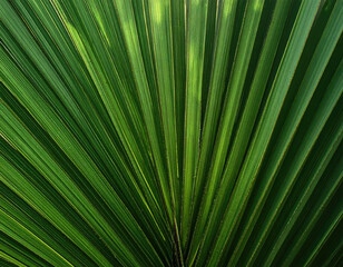 Obraz premium Close-up of lush, vibrant green palm leaf, radiating lines, textural detail, natural light