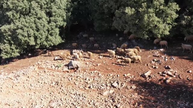 Close-up aerial drone shot of sheep grazing on rocky degraded soil in a cedar forest. Highlights details of livestock feeding and environmental impact in the Middle Atlas.
