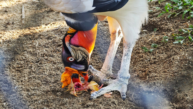 A rare king vulture is feeding on prey on the ground.