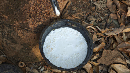 Rubber plantations with rubber latex in bowl extracted from rubber tree plantation agriculture of asian for natural latex