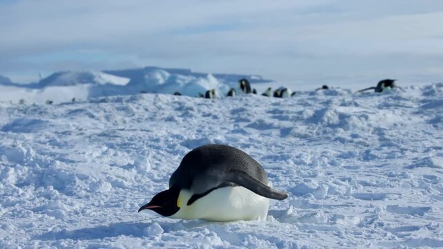 Emperor Penguin in Slo Mo Flopping Down and Tobogganing