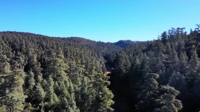 Aerial wide shot capturing the vast dense canopy of Atlas Cedar forests. showcasing the lush green wilderness and rolling hills of the Middle Atlas mountains in Morocco.