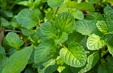 Organic green mint leaves close up © Chaaim