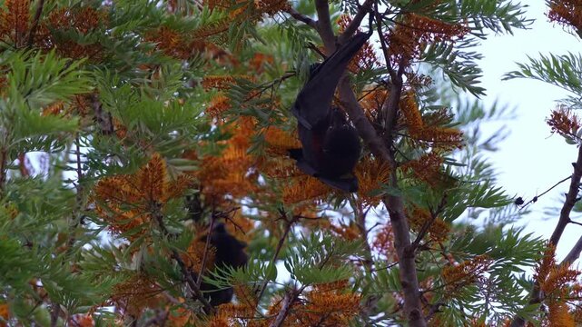 Close up shot of a flying-fox hanging upside down in a silky oak tree, actively feeding on the nectar of the flowers.
