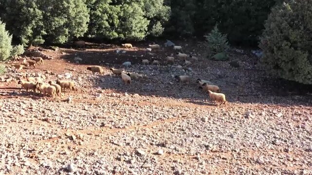 HD wide shot of a sheep flock grazing on rocky barren ground in a cedar forest. Highlights the impact of overgrazing and environmental degradation in the Middle Atlas mountains.