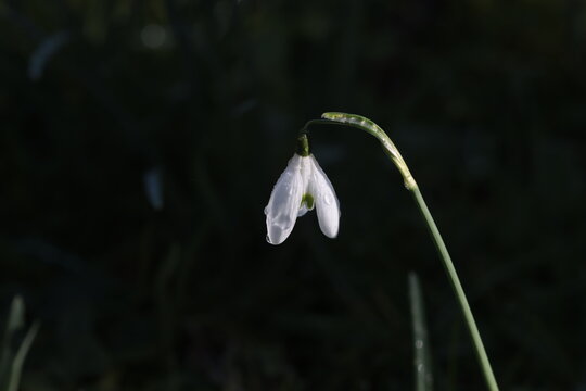 perce neige