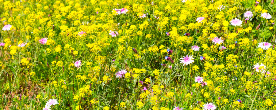 yellow and purple wild flower field summer or sring banner background