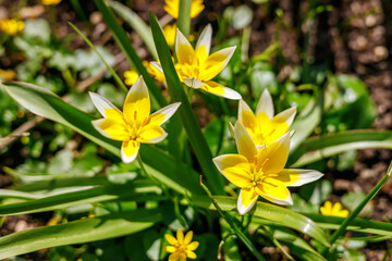 Fototapeta premium Group of yellow and white wild botanical tulips blooming in a sunny spring garden field representing seasonal growth nature beauty and floral elegance