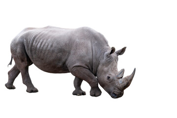 Obraz premium Bold Black Rhino Stands Proud on a Deep Black Background, Majestic Wildlife Portrait