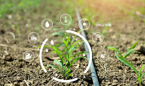 Smart irrigation and precision agriculture concept with young crop and digital farming icons. Soil moisture control, sensor monitoring, water management and agritech technology