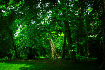 Obraz premium French garden in full summer.