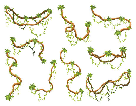 Liana branch set. Twisted wild jungle vine plants. Woody natural tropical rainforest, exotic botany element. Vector design element