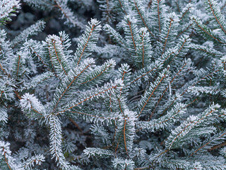 Spruce branches with light snow and frost in winter forest. Muted green and white palette, dense natural texture, cold season background, copy space.