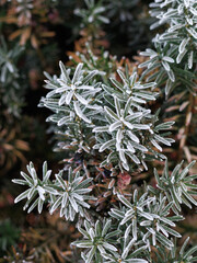 Detailed view of evergreen plant branches covered with hoarfrost. Muted green and white palette. Concept of winter nature, freshness, cold climate, botanical background, copy space.