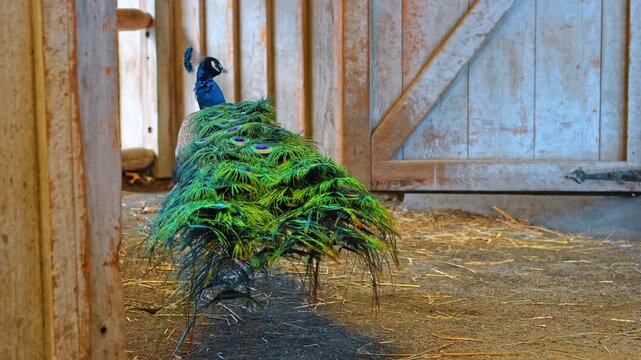 Peacock displays feathers inside a barn in the late afternoon light. A peacock stands in a barn, showing off its colorful feathers while the sun sets outside.