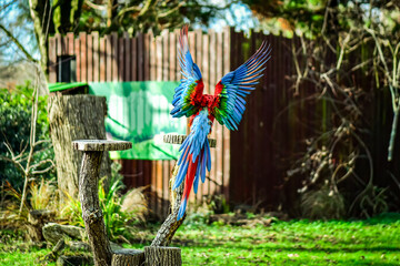 Colourful macaw parrot flying above the lawn at the zoo © Andreea_Prodan