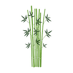 Obraz premium Vibrant Green Bamboo Stalks with Leaves on White Background.