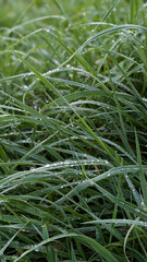 grass with drops of dew